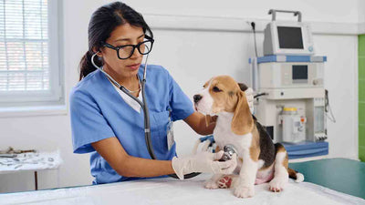 Kokzidien beim Hund: Ursachen, Symptome und Behandlung
