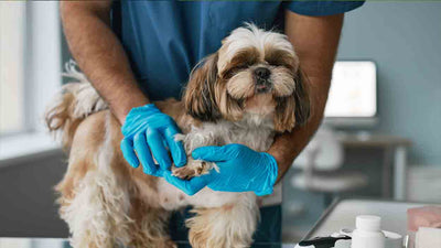Hundekralle abgerissen - Ursachen, Vorbeugung und Behandlung