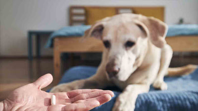 MSM für Hunde: Alles, was du wissen musst