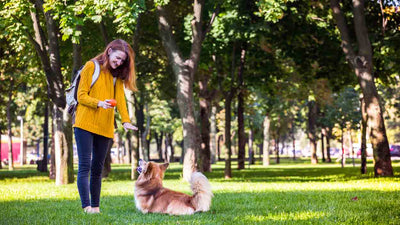 Obedience beim Hund: Alles, was du wissen musst