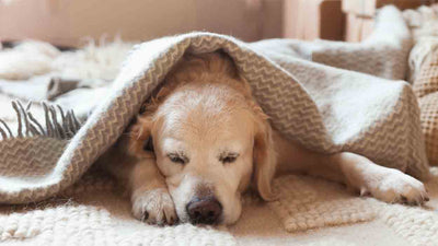 Vermeide Vergiftungen bei Hunden: Ursachen, Symptome und Behandlung