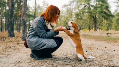 Hund Anspringen abgewöhnen: Ein Leitfaden für ein besseres Zusammenleben