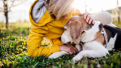 Ataxie beim Hund: Ursachen, Symptome und Behandlung