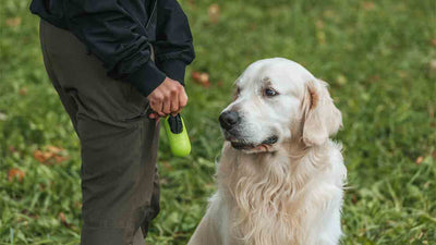 Hund hat Blut im Stuhl: Ursachen, Symptome und Tipps