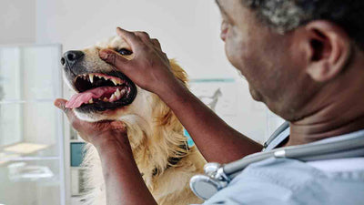 Epuliden beim Hund: Ursachen, Symptome und Behandlung