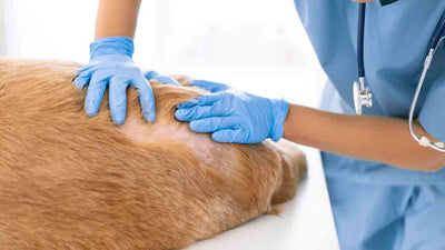 Fuchsräude beim Hund: Erkennen, Behandeln und Vorbeugen