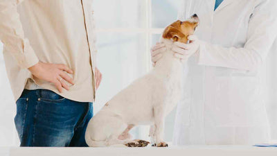 Gerstenkorn beim Hund? Das solltest du wissen!