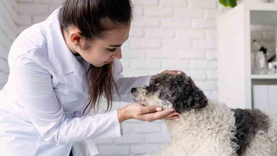 Hautkrebs bei Hunden: Alles, was du wissen musst