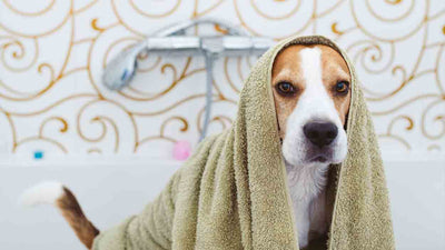 Hautpilz beim Hund: Ursachen, Symptome und Behandlung