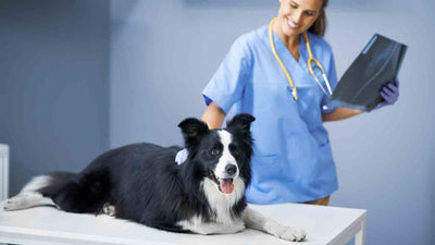 Hauttumor beim Hund: Erkennung, Ursachen, Behandlung und Prognose