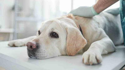 Histiozytom beim Hund: Symptome, Behandlung und häufige Fragen