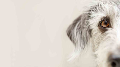Horner-Syndrom bei Hunden: Ursachen, Symptome und Behandlung