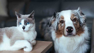Hund und Katze aneinander gewöhnen: So klappt das Zusammenleben