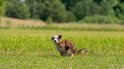 Hund frisst Kot: Ursachen, Risiken und Lösungen