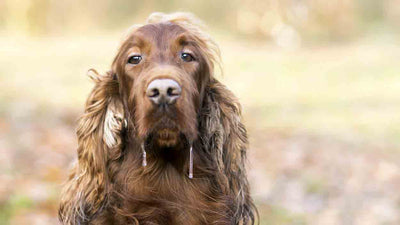 Warum dein Hund sabbert und wie du ihm helfen kannst