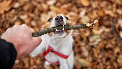 Das Hundegebiss: Ein Ratgeber für Hundebesitzer