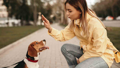 Impulskontrolle beim Hund: Tipps und häufige Fragen