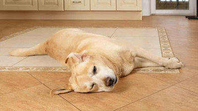 Krampfanfall bei Hunden: Was du wissen musst und wie du helfen kannst