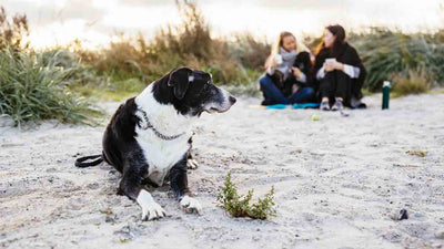 Kur mit Hund: Alles, was du wissen musst