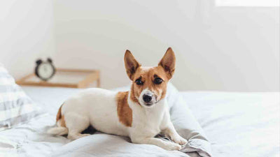 Liegeposition Hund Schmerzen: Ursachen, Symptome und Lösungen
