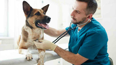 Lungenentzündung bei Hunden: Was du wissen musst