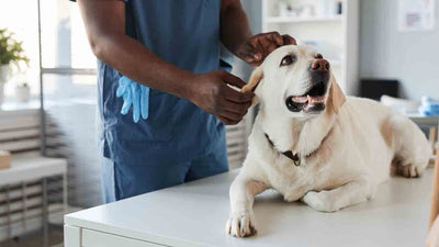 Mammatumor beim Hund: Ursachen, Symptome und Behandlungsmöglichkeiten
