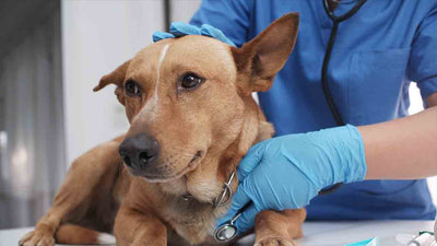 Nabelbruch beim Hund: Ursachen, Symptome und Behandlung