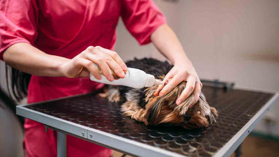 Hund Ohren reinigen: Dein ultimativer Guide für saubere und gesunde Hundeflappen