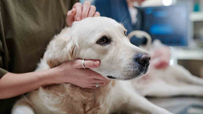 Parvovirose beim Hund: Alles, was du wissen musst