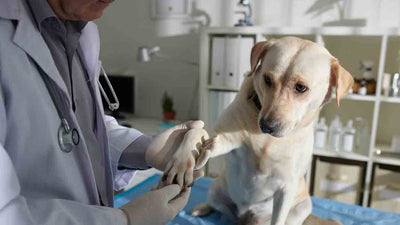 Pododermatitis beim Hund: Erkennen, Behandeln und Vorbeugen