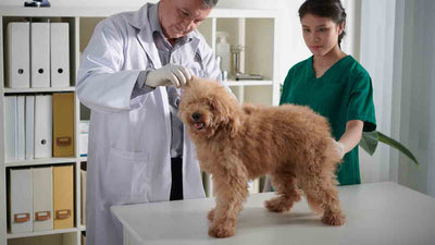 Trachealkollaps beim Hund: Ursachen, Symptome und Behandlung