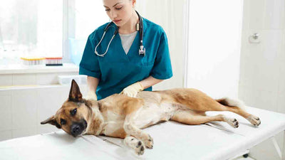 Trockene Haut beim Hund: Ursachen, Symptome und Behandlungen
