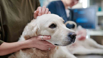 Schleichende Vergiftung bei Hunden: Ursachen, Behandlung und Vorbeugung