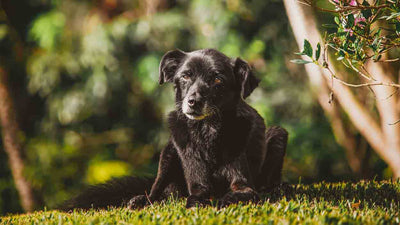 Vestibularsyndrom beim Hund: Ursachen, Behandlung und Prognose