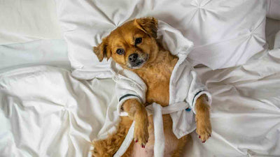 Wellness mit Hund: Entspannung und Erholung für Dich und Deinen Vierbeiner