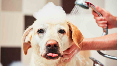 Hund baden: Der ultimative Ratgeber für einen glücklichen und sauberen Hund