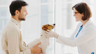Kehlkopfentzündung bei Hunden: Ursachen, Symptome und Behandlung