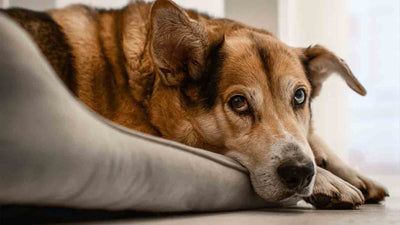 Leckekzem beim Hund: Ursachen, Symptome und Behandlung