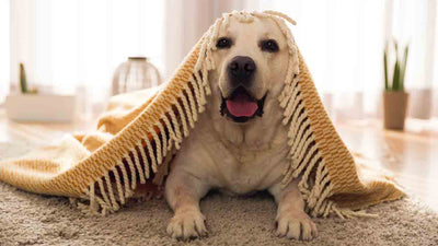 Liegeschwielen beim Hund: Ursachen, Vorbeugung und Behandlung