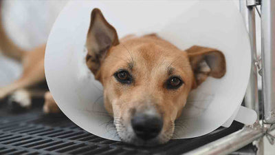Mandelentzündung beim Hund: Symptome, Behandlung und häufige Fragen