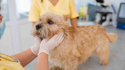 Pyodermie beim Hund: Ursachen, Symptome und Behandlung