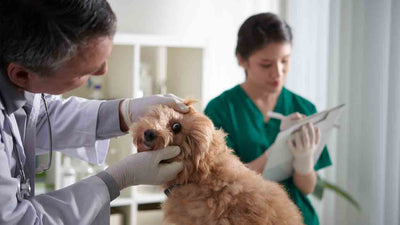 Hund rote Augen: Ursachen, Symptome und Lösungen