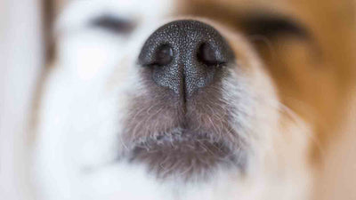 Trockene Nase beim Hund: Ursachen, Symptome und Lösungen