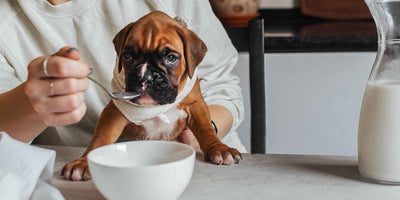 Dürfen Hunde Milch trinken?