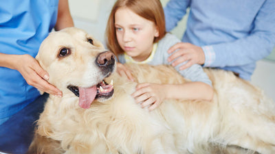 Borreliose beim Hund