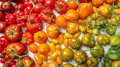 Dürfen Hunde Tomaten essen?