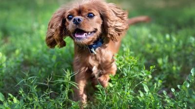 Wann ist ein Hund ausgewachsen