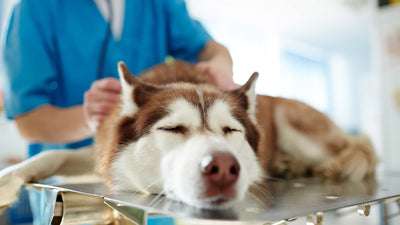 Bauchspeicheldrüsenentzündung beim Hund