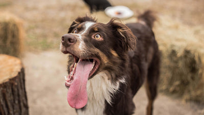 Blähungen beim Hund