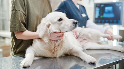 Blasenentzündung beim Hund